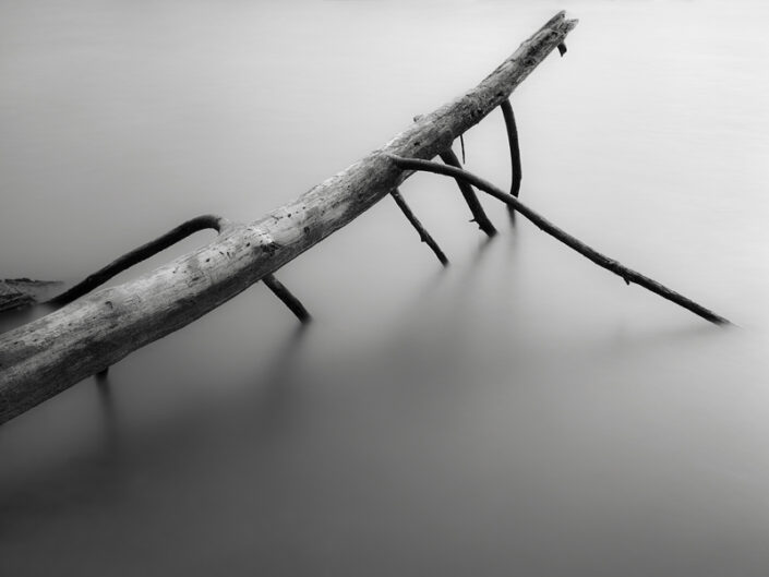 A fallen tree at Lake Wheeler